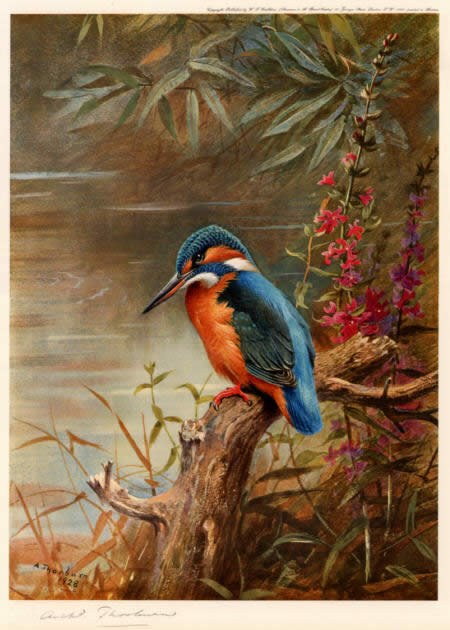 Archibald Thorburn Summer Kingfisher